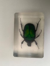 Real insect resin for sale  SOUTHAMPTON
