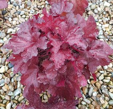 Heuchera hybrida forever d'occasion  Mont-près-Chambord