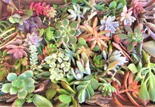 Varieties large succulent for sale  Highland