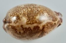 Cypraea mappa aliwalensis for sale  Palo Alto