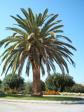 Phoenix canariensis palm for sale  Topanga