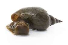 Greater pond snail for sale  MARKET RASEN