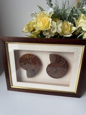 Polished ammonite fossil for sale  SUTTON COLDFIELD