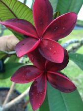 8000201 frangipani plumeria for sale  Shipping to Ireland