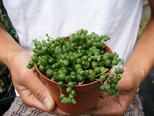 String pearls succulent for sale  Garden Grove