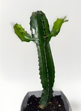 Large euphorbia erytrea for sale  EDINBURGH