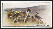 Smooth collie wills for sale  COLEFORD
