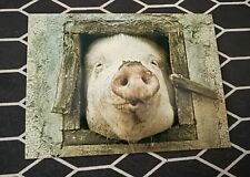 Postcard pig face for sale  CAMBRIDGE