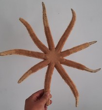 Curiosité coquillage enooorme d'occasion  Montpellier-