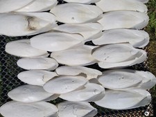 500g seiche oiseaux d'occasion  Barneville-Carteret