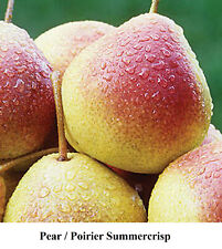 Semente de pera Pyrus Poirier Summercrisp sementes de árvore frutas comestíveis frio DIFÍCIL crescimento rápido comprar usado  Enviando para Brazil