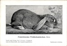 Französisches widderkaninchen gebraucht kaufen  Berlin