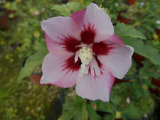 Hibiscus syriacus hamabo usato  Italia