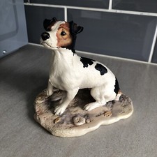 Jack russell terrier for sale  GLASGOW