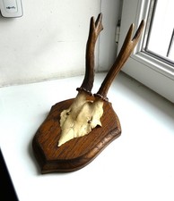 Trophée chasse venerie d'occasion  Jœuf