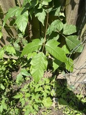 Poison ivy cuttings for sale  Akron
