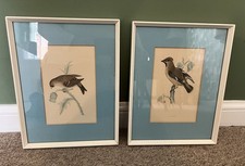 Framed british bird for sale  MALDON
