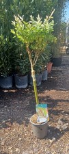 Salix intergra hakuro for sale  EGHAM
