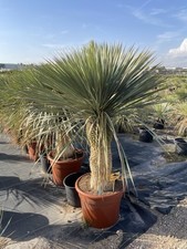 Yucca rostrata trunk for sale  UXBRIDGE