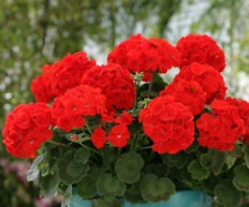 Geranium pelargonium zonale for sale  READING