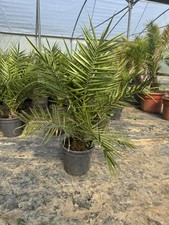 Phoenix palm phoenix for sale  UXBRIDGE