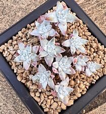 DUDLEYA GREENEI/WHITE SPIRITE 10 CABEÇAS GRUPO-GRANDES PLANTAS SUCULENTAS ENRAIZADAS comprar usado  Enviando para Brazil
