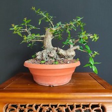 Pre bonsai filirrea usato  San Pancrazio Salentino