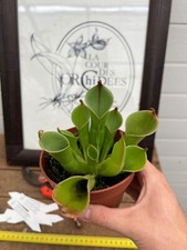 Heliamphora minor heterodoxa usato  Spedire a Italy