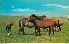 Animaux chevaux royaume d'occasion  Fruges
