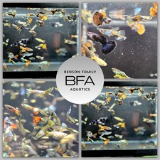Live guppy fry for sale  Yakima