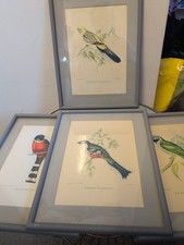 Framed ornithological illustra for sale  BATH