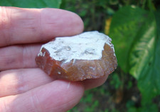 Awesome coral paleo for sale  Bainbridge
