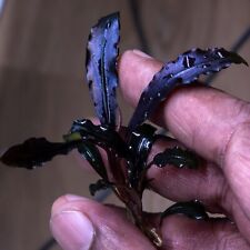 King bucephalandra brownie for sale  MILTON KEYNES