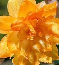 Christmas cactus double for sale  Uniondale