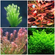 Live aquarium plants for sale  Stockton