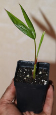 Tall dwarf acai for sale  Venice