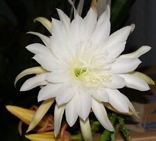 Epiphyllum weiß star gebraucht kaufen  Wilhermsdorf