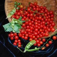 Pomodoro johannisbetto nano usato  Reggio Calabria