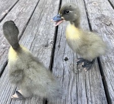 Fertile duck eggs for sale  Etlan