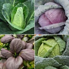 Cabbage seeds huge for sale  SALISBURY