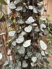 String hearts plant for sale  WELLING
