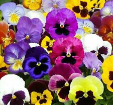 Pansy seeds swiss for sale  Berwyn
