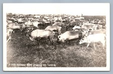 Reindeer herd tundra for sale  New Hope