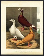 Cassell bird print for sale  Hemet