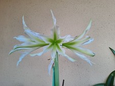 Hippeastrum cybister seeds usato  Bagnoregio