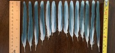 Domestic bird feathers for sale  Independence