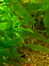 Crevettes neocaridina sakura d'occasion  Villeurbanne