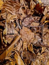 Bioactive dried beech for sale  ROYSTON