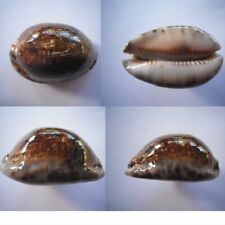 Cypraea mauritia arabica d'occasion  Monts