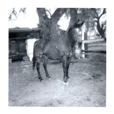 1940s horse drinking for sale  Orange